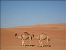 desert, Oman